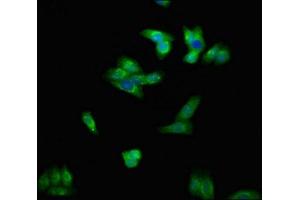 Immunofluorescent analysis of HepG2 cells using ABIN7151385 at dilution of 1:100 and Alexa Fluor 488-congugated AffiniPure Goat Anti-Rabbit IgG(H+L) (ENPP1 antibody  (AA 1-75))