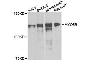 Western blot analysis of extracts of various cell lines, using MYO5B antibody. (MYO5B antibody  (AA 1440-1690))