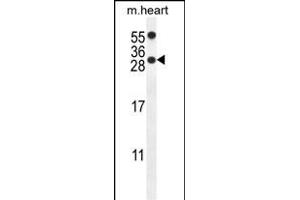 R14C Antibody (C-term) (ABIN654110 and ABIN2843992) western blot analysis in mouse heart tissue lysates (35 μg/lane). (PPP1R14C antibody  (C-Term))