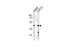 Western blot analysis in Jurkat,mouse C2C12 cell line lysates (35ug/lane).