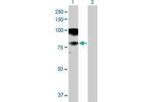 Western Blot analysis of ASCC2 expression in transfected 293T cell line by ASCC2 MaxPab polyclonal antibody. (ASCC2 antibody  (AA 1-757))