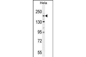 Western blot analysis in Hela cell line lysates (35ug/lane). (COL4a2 antibody  (N-Term))