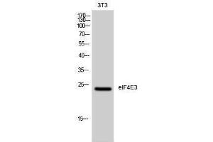 Western Blotting (WB) image for anti-Eukaryotic Translation Initiation Factor 4E Family Member 3 (EIF4E3) (Internal Region) antibody (ABIN3174912) (EIF4E3 antibody  (Internal Region))