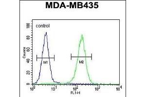 TTLL13 Antibody (Center) (ABIN655432 and ABIN2844968) flow cytometric analysis of MDA-M cells (right histogram) compared to a negative control cell (left histogram). (TTLL13 antibody  (AA 461-490))