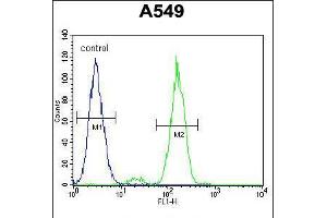 Flow cytometric analysis of A549 cells (right histogram) compared to a negative control cell (left histogram). (FAK antibody  (AA 557-587))