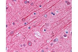 Anti-TUBA1 / Tubulin Alpha 1 antibody IHC of human brain, cortex. (alpha Tubulin antibody  (AA 427-441))