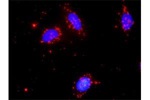 Proximity Ligation Assay (PLA) image for anti-Nemo-Like Kinase (NLK) (AA 416-515) antibody (ABIN526866)