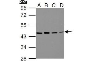 WB Image Sample (30 ug of whole cell lysate) A: A549 B: H1299 C: HCT116 D: MCF-7 10% SDS PAGE antibody diluted at 1:500 (BCAT2 antibody  (Center))