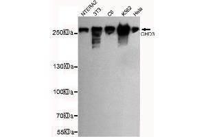 Western blot detection of CHD3 (C-terminus) in NTERA2,3T3,C6,K562 and Hela cell lysates using CHD3 (C-terminus) mouse mAb (1:1000 diluted). (CHD3 antibody  (C-Term))