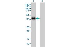 Western Blot analysis of GRAP2 expression in transfected 293T cell line by GRAP2 monoclonal antibody (M01), clone 1G12. (GRAP2 antibody  (AA 226-315))