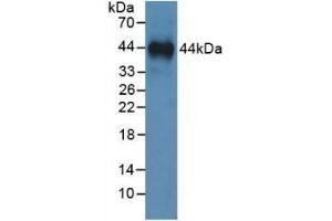 Detection of Recombinant ANXA1, Human using Monoclonal Antibody to Annexin A1 (ANXA1) (Annexin a1 antibody  (AA 1-346))