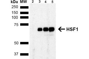 Western Blot analysis of Human Breast adenocarcinoma cell line (MCF7) showing detection of ~65 kDa HSF1 protein using Rat Anti-HSF1 Monoclonal Antibody, Clone 4B4 (ABIN1741561). (HSF1 antibody  (AA 425-439) (Atto 594))