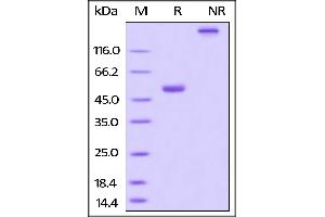 SDS-PAGE (SDS) image for Tumor Necrosis Factor (Ligand) Superfamily, Member 13b (TNFSF13B) (AA 134-285) (Active) protein (AVI tag,Fc Tag,Biotin) (ABIN3137675)