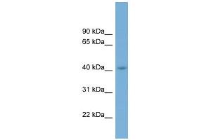 WB Suggested Anti-CGRRF1 Antibody Titration:  0. (CGR19 antibody  (Middle Region))