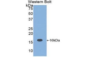 Western Blotting (WB) image for anti-Interleukin 16 (IL16) (AA 1204-1323) antibody (ABIN1859348)
