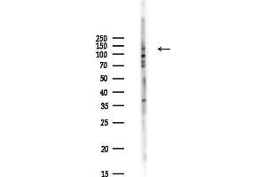 anti-Par-3 Partitioning Defective 3 Homolog B (PARD3B) antibody