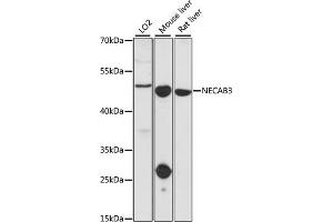 Western blot analysis of extracts of various cell lines, using NECAB3 antibody.