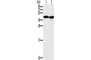 Western Blotting (WB) image for anti-Mortality Factor 4 Like 1 (MORF4L1) antibody (ABIN2427159) (MORF4L1 antibody)