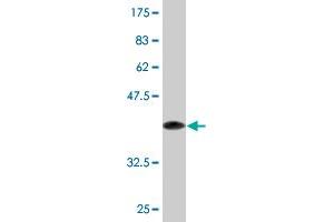 Western Blot detection against Immunogen (37. (GPR84 antibody  (AA 208-316))