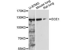 Western blot analysis of extracts of various cell lines, using ECE1 antibody (ABIN5973286) at 1/1000 dilution. (ECE1 antibody)