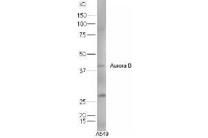 Human A549 cell lysates probed with Rabbit Anti-Aurora A+B+C Polyclonal Antibody, Unconjugated  at 1:5000 for 90 min at 37˚C. (Aurora A+B+C (AA 51-150) antibody)