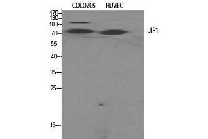 Western Blot (WB) analysis of specific cells using JIP-1 Polyclonal Antibody. (MAPK8IP1 antibody  (Tyr466))