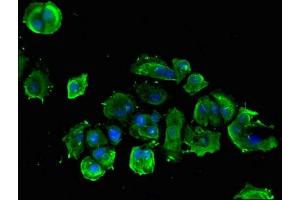 Immunofluorescent analysis of MCF-7 cells using ABIN7142041 at dilution of 1:100 and Alexa Fluor 488-congugated AffiniPure Goat Anti-Rabbit IgG(H+L) (Phospholipase C beta 1 antibody  (AA 781-896))