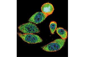 Immunofluorescence (IF) image for anti-Cyclin-Dependent Kinase Inhibitor 1B (p27, Kip1) (CDKN1B) (AA 165-194), (C-Term) antibody (ABIN390208)