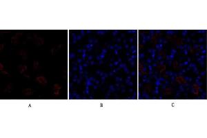 Immunofluorescence analysis of mouse kidney tissue. (Dynamin 1-Like antibody)
