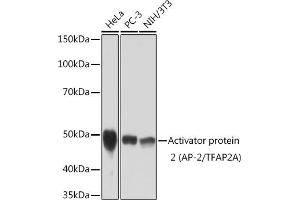 Western blot analysis of extracts of various cell lines, using Activator protein 2 (AP-2/TFA) Rabbit mAb (ABIN3015954, ABIN3015955, ABIN1678904 and ABIN1678905) at 1:1000 dilution. (TFAP2A antibody)