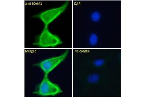 ABIN2613438 Immunofluorescence analysis of paraformaldehyde fixed NIH3T3 cells, permeabilized with 0. (ICAM1 antibody  (AA 313-327))
