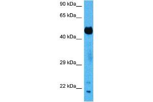 Host:  Mouse  Target Name:  SUFU  Sample Tissue:  Mouse Pancreas  Antibody Dilution:  1ug/ml (SUFUH antibody  (N-Term))