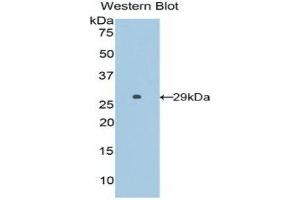 Western Blotting (WB) image for anti-Surfactant Protein B (SFTPB) (AA 111-352) antibody (ABIN1860604)