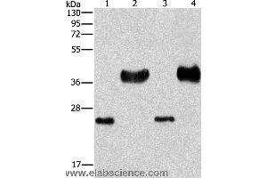Western blot analysis of Mouse liver tissue and k562 cell, hela and 293T cell, using LIN28B  Polyclonal Antibody at dilution of 1:550 (LIN28B antibody)