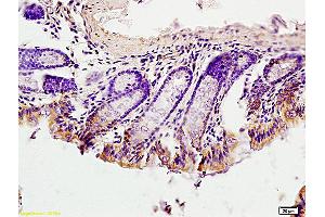 Formalin-fixed and paraffin embedded mouse intestine labeled with Anti-EGFRvIII Polyclonal Antibody, unconjugated  (ABIN742035) at 1: 200 followed by incubation with conjugated secondary antibody and DAB staining (EGFRviii antibody  (AA 1-50))
