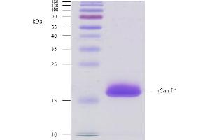 Recombinant allergen rCan f 1 purity verification. (Lipocalin 1 Protein (LCN1))