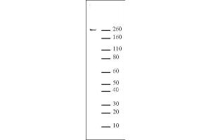 RNA pol II CTD phospho Ser5 antibody tested by Western blot.