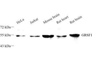 Western blot analysis of GRSF1 (ABIN7074004) at dilution of 1: 500 (GRSF1 antibody)