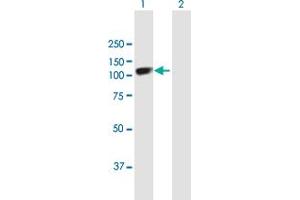 Western Blot analysis of SOX6 expression in transfected 293T cell line by SOX6 MaxPab polyclonal antibody. (SOX6 antibody  (AA 1-828))