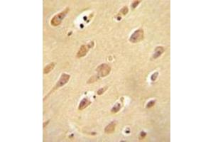 Immunohistochemistry analysis in formalin fixed and paraffin embedded human brain tissue reacted with OR5L2 Antibody (N-term) followed which was peroxidase conjugated to the secondary antibody and followed by DAB staining.