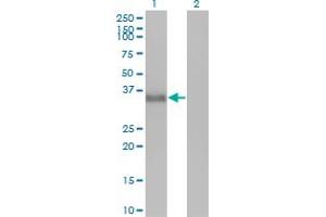 Western Blot analysis of CGREF1 expression in transfected 293T cell line by CGREF1 monoclonal antibody (M01), clone 2D7.