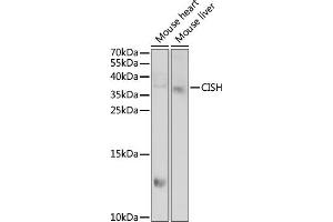 Western blot analysis of extracts of various cell lines, using CISH antibody  at 1:1000 dilution.