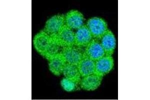 Confocal immunofluorescent analysis of Galanin Antibody (Center) Cat. (Galanin antibody  (Middle Region))