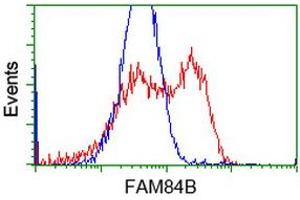HEK293T cells transfected with either RC207996 overexpress plasmid (Red) or empty vector control plasmid (Blue) were immunostained by anti-FAM84B antibody (ABIN2453031), and then analyzed by flow cytometry. (FAM84B antibody)