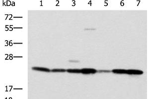 Western blot analysis of SKOV3 Hela cell Mouse liver tissue Mouse heart tissue Human placenta tissue HepG2 cell Human heart tissue lysates using ATP5O Polyclonal Antibody at dilution of 1:1250 (ATP5O antibody)