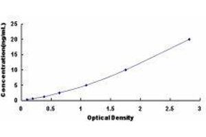 ELISA image for Cholecystokinin A Receptor (CCKAR) ELISA Kit (ABIN413944)