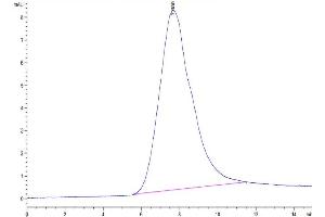 The purity of Biotinylated Human NKG2C is greater than 95 % as determined by SEC-HPLC. (KLRC2 Protein (AA 98-231) (His-Avi Tag,Biotin))