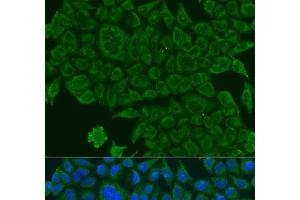 Immunofluorescence analysis of U2OS cells using BCS1L Polyclonal Antibody at dilution of 1:100. (BCS1L antibody)