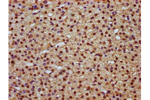 IHC image of ABIN7159037 diluted at 1:800 and staining in paraffin-embedded human adrenal gland tissue performed on a Leica BondTM system. (MAML2 antibody  (AA 347-506))