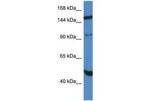 Image no. 1 for anti-Myopalladin (MYPN) (AA 972-1021) antibody (ABIN6747390) (Myopalladin antibody  (AA 972-1021))